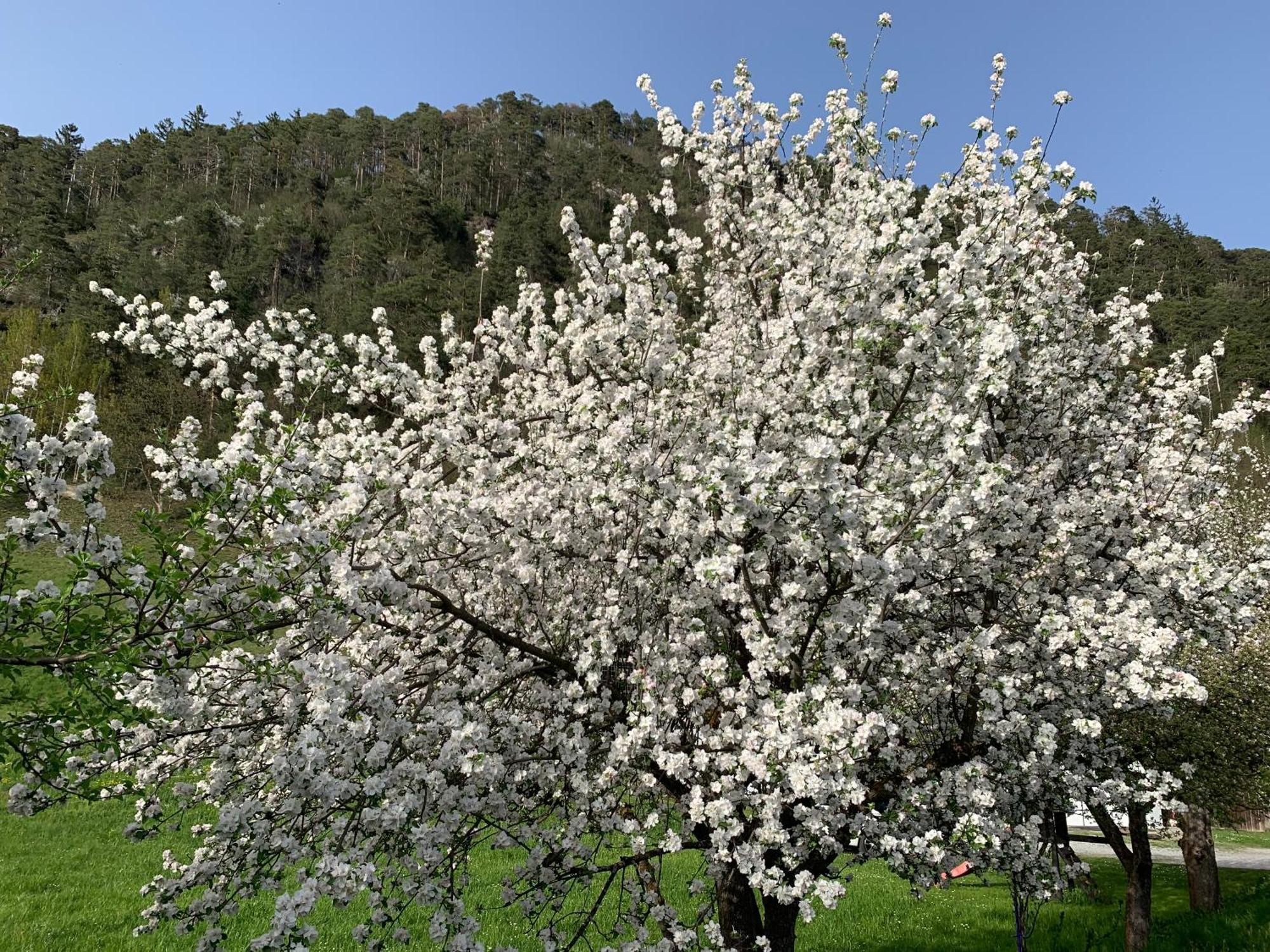 Pension Plattenhof Telfs Εξωτερικό φωτογραφία